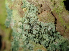 Chaenotheca ferruginea