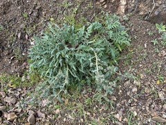 Phacelia imbricata