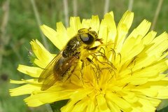 Cheilosia canicularis