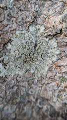 Hyperphyscia adglutinata