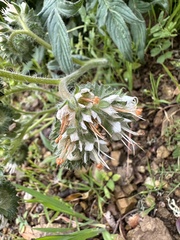 Phacelia imbricata