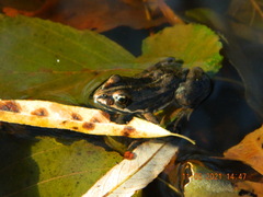 Pelophylax esculentus