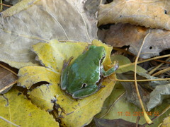 Hyla orientalis