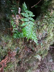 Plagiogyria stenoptera