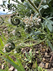 Phacelia imbricata