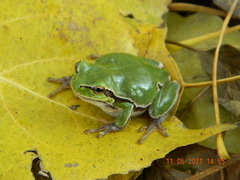 Hyla orientalis
