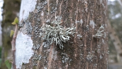 Ramalina fastigiata
