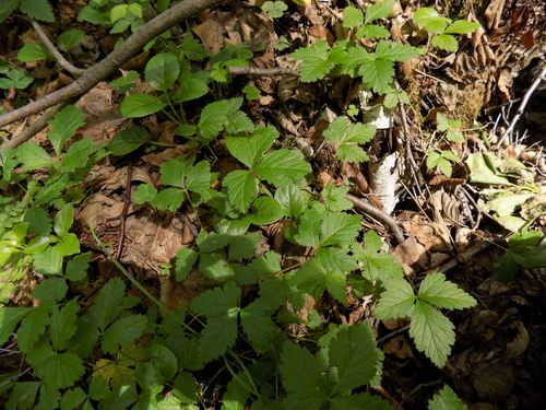 Rubus arcticus iNat (2)