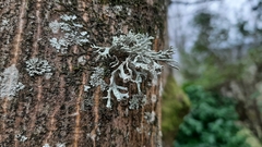Ramalina fastigiata