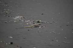 Microlophus peruvianus