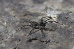 Pardosa lapidicina