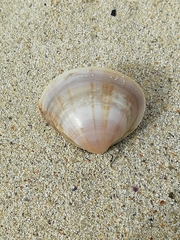 Mactra stultorum