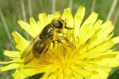 Cheilosia canicularis