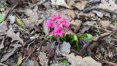 Hyacinthus orientalis