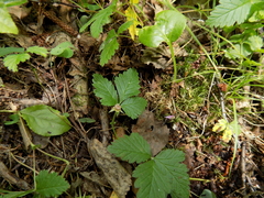 Rubus arcticus