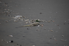 Microlophus peruvianus