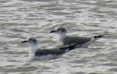 Leucophaeus pipixcan