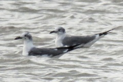 Leucophaeus pipixcan