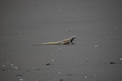 Microlophus peruvianus