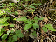 Rubus arcticus
