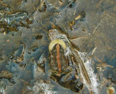 Pseudopaludicola falcipes