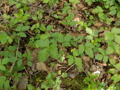 Rubus arcticus