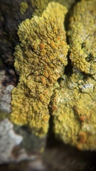 Variospora flavescens