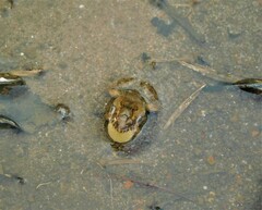 Pseudopaludicola falcipes