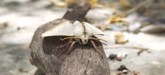 Bombycoidea