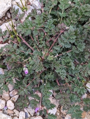 Erodium cicutarium