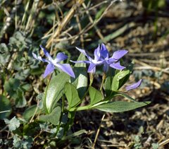 Vinca herbacea