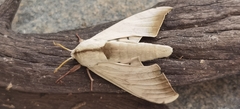 Bombycoidea
