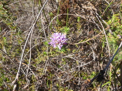 Agathosma serpyllacea