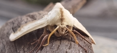 Bombycoidea