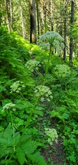 Ligusticum verticillatum