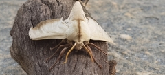 Bombycoidea