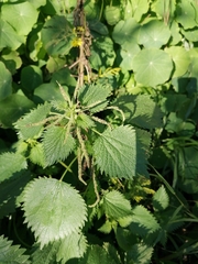 Urtica membranacea
