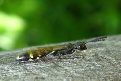 Monosapyga clavicornis