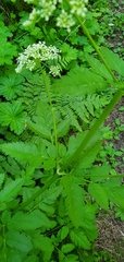 Ligusticum verticillatum