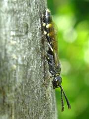 Monosapyga clavicornis