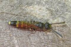 Monosapyga clavicornis