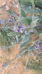 Anchusa aggregata
