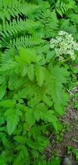 Ligusticum verticillatum