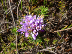 Agathosma serpyllacea