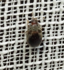 Enneboeus marmoratus