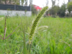 Setaria italica