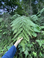 Cibotium taiwanense
