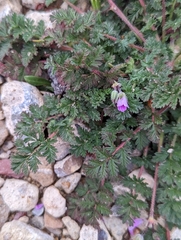Erodium cicutarium