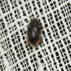 Enneboeus marmoratus