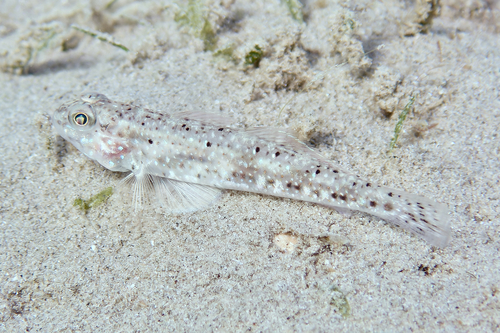Pretty Lagoongoby — seen at this dive site